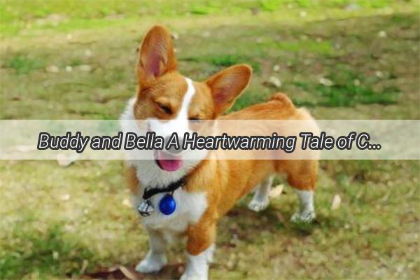 Buddy and Bella A Heartwarming Tale of Canine Love and Adventure